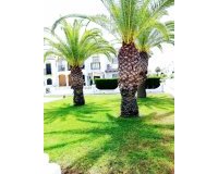 Alquiler - Apartamento / piso - Torrevieja - Nueva Torrevieja - Aguas Nuevas