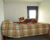 Lange Termijn Verhuur - Appartement / flat - Torrevieja