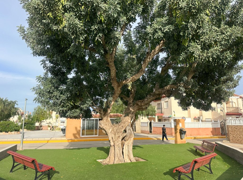 Location - Appartement - Orihuela Costa - Playa Flamenca