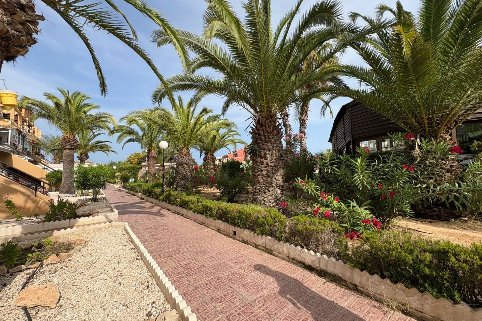Location - Appartement - Torrevieja - Torrevieja Centro