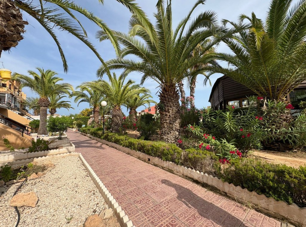 Rental - Apartment / flat - Torrevieja - Torrevieja Centro
